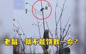 老鼠：就不能饶我一命？
