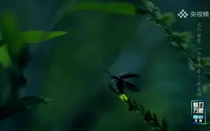 不要错过！森林中的萤光秀正在上演