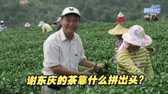 千秋大业一壶茶！在茶叶大省福建，谢东庆的茶靠什么拼出头？