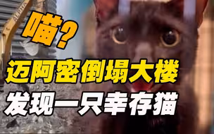 迈阿密倒塌大楼停止搜救 官员称幸存猫为“悲剧中的光明”引不满