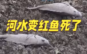 日本工厂化学物质泄漏 河水变红色岸边漂死鱼
