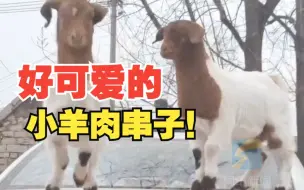 女子车里等人时小羊突然跳上车顶 网友：好可爱的小羊肉串子
