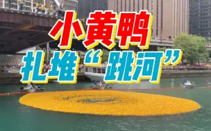 美国芝加哥小黄鸭扎堆“跳河”为慈善