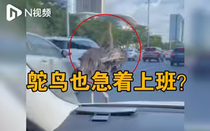佛山大道一鸵鸟在车流中奔跑，警民合力将其抓获