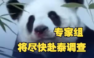 大熊猫保护研究中心最新通报：专家组将尽快赴泰调查林惠死因
