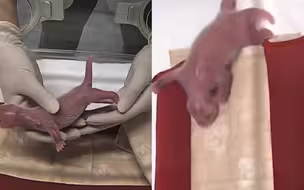今年全球首对！旅日大熊猫“仙女”喜诞双胞胎画面曝光