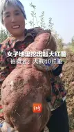 女子地里挖出超大红薯，拍摄者：大概40斤重
