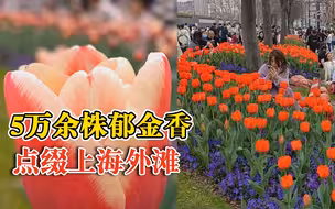 5万余株郁金香点缀上海外滩，繁花似锦引众多游客打卡