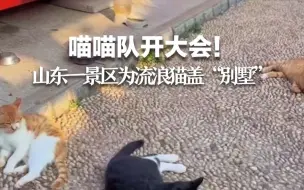喵喵队开大会！山东一景区为流浪猫盖“别墅”