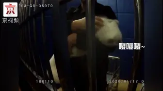 哪里来的小狐狸！让警察叔叔送你回家~