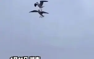 这就是比翼双飞吧！网友拍到两只鸟在空中秀恩爱，网友：想到了唐钰小宝和阿奴。