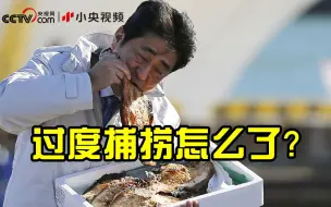 日本北海道秋刀鱼捕捞“零卸货”  14年来首次