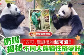 「安可」圣诞礼物超可爱！奶妈揭秘不同大熊猫性格爱好