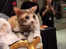 猫咪安好吗？观众有序吗？ 上海博物馆首场奇“喵”夜登场 200只猫咪齐聚古埃及文明大展