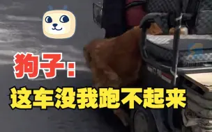 女子发现狗狗掉下车欲追上提醒 狗子：看到没 这车没我跑不起来