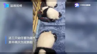 萌化了！零距离探访出生不到俩月的三只大熊猫幼仔