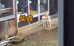 柴猋：还不散步等啥呢？？