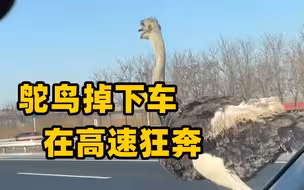 鸵鸟掉下车在高速狂奔 工作人员：没受伤已被认领