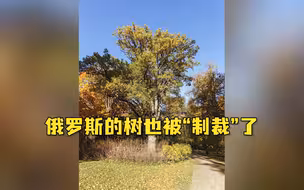 俄罗斯的树也被制裁了