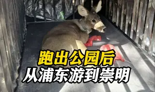 从上海出逃！“游泳健将”獐从浦东横渡长江20公里到崇明