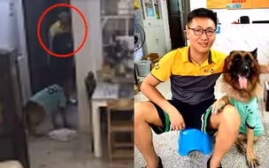 狗子帮主人收快递后续来啦！快递员：当时我怕极了，底单都没撕