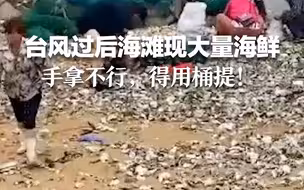 台风过后海滩现大量海鲜 手拿不行，得用桶提！
