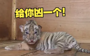 5胞胎人工喂养虎宝宝来了~