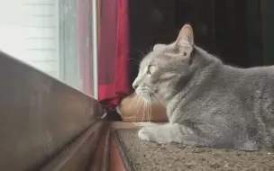 一个长久以来的疑惑。。。是不是每只猫见到小鸟都这样。。。