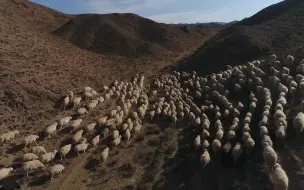 戈壁滩羊不膻的秘密