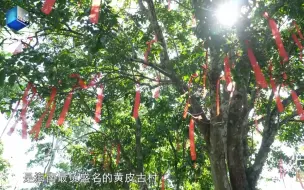 海南南吉村有棵树龄超300年的黄皮树