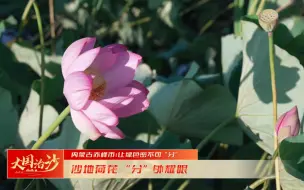 【沙地荷花分外耀眼】 #有一种自豪叫中国 #盛世中华 大美中国  #全国广电新媒体集结发光