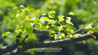 怎样打赢蓝天保卫战？古城杭州的人们正在行动