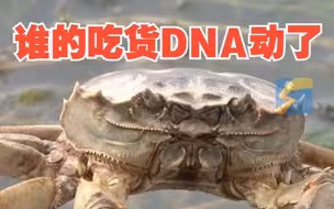 秋风起，蟹正肥！东营黄河口大闸蟹大丰收，谁的吃货DNA动了