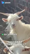 “帅羊”表情冷酷与男子对视引爆笑 网友：这羊怎么人里人气的？