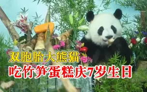 双胞胎大熊猫吃竹笋蛋糕庆7岁生日