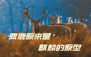 麋鹿原来是麒麟的原型