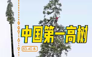 刷新纪录！中国最高树木83.4米，相当于28层楼高
