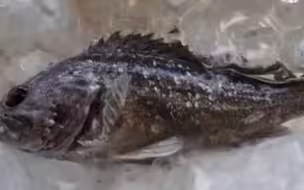 日本福岛海鱼辐射超标14倍！