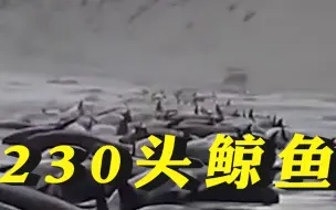 约230头鲸鱼在澳大利亚搁浅 ：沿海岸线排列