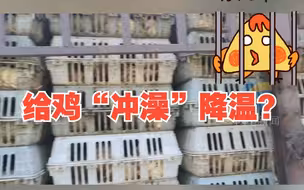 货车爆胎迫停 高温致3500只鸡“中暑” 消防人员给鸡“冲澡”降温
