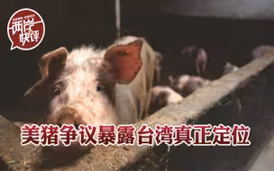 美猪争议暴露台湾真正定位，不是棋子，而是炮灰！