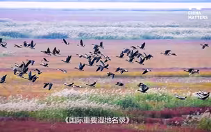 美国小哥打卡北大港湿地，这里如何变成“鸟类天堂”？