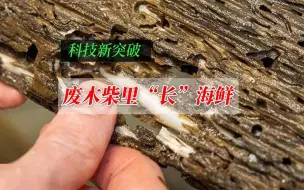 废木柴里“长”海鲜