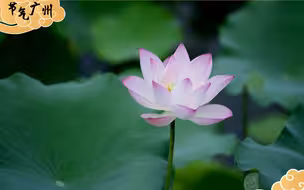 跨越千年，会此花期，夏至赏莲