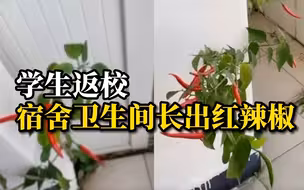 高校学生时隔4个多月返校，宿舍卫生间长出红辣椒，学生：可以当调料