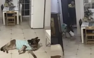 还记得那只提醒小主人写作业的狗子吗？现在居然还会取快递了...