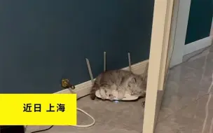 女生疑惑WIFI信号为啥不好 一看路由器被萌化：“猫”上长猫了！