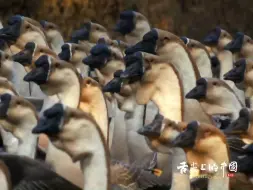 饶平人选鹅的标准堪比教科书级别