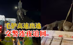 有惊无险！毛驴高速出逃交警连夜追回