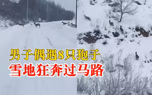 男子偶遇8只狍子排队过马路:很少见到数量这么多的一群